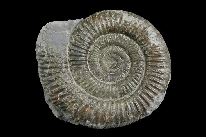 Ammonite (Dactylioceras) Fossil - England #174280